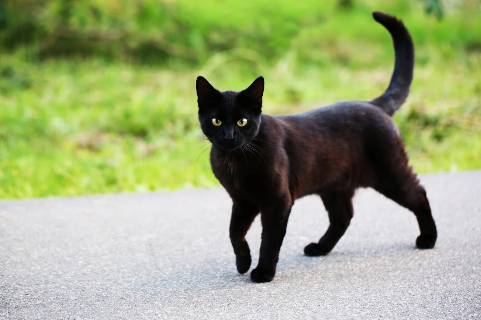 Black-cat-walking-down-path-1536x1024.jpg