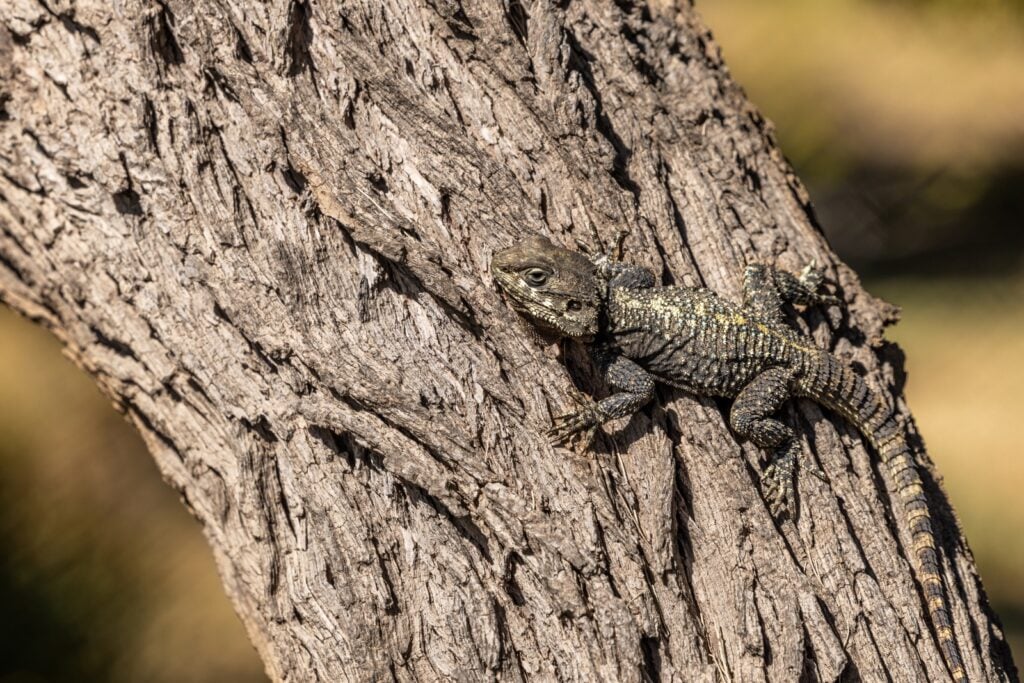 Brown lizard camouflaging with tree