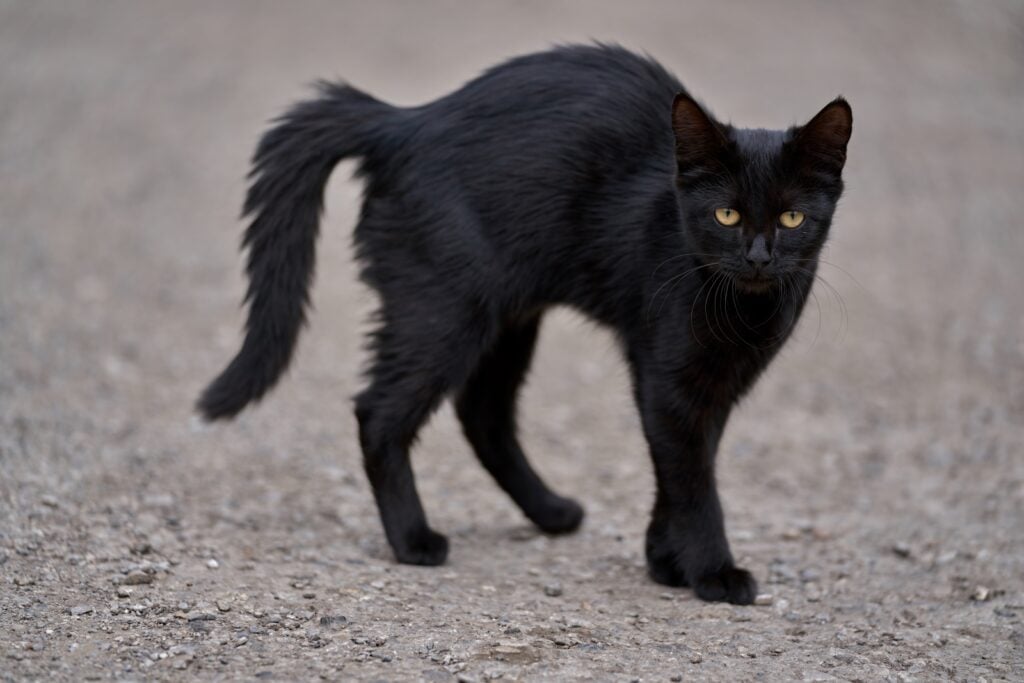 Nervous black cat with fur standing up