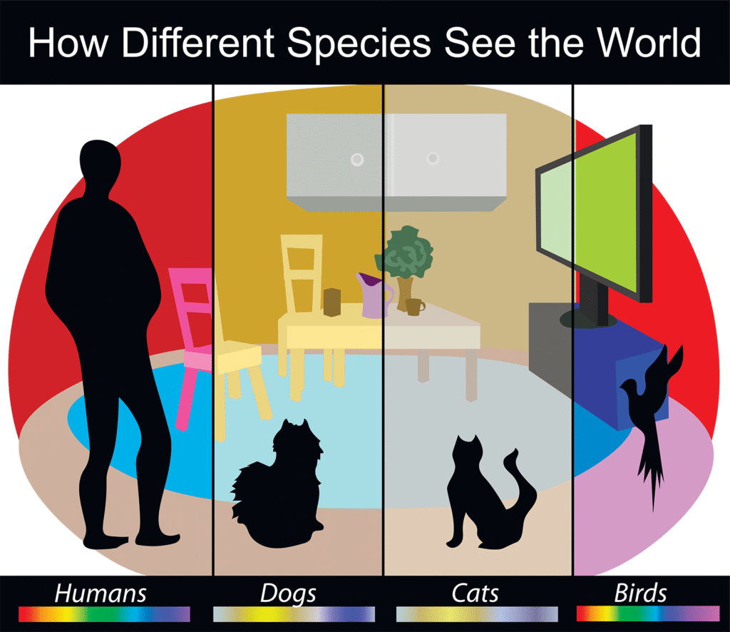 Human color vision vs pet color vision