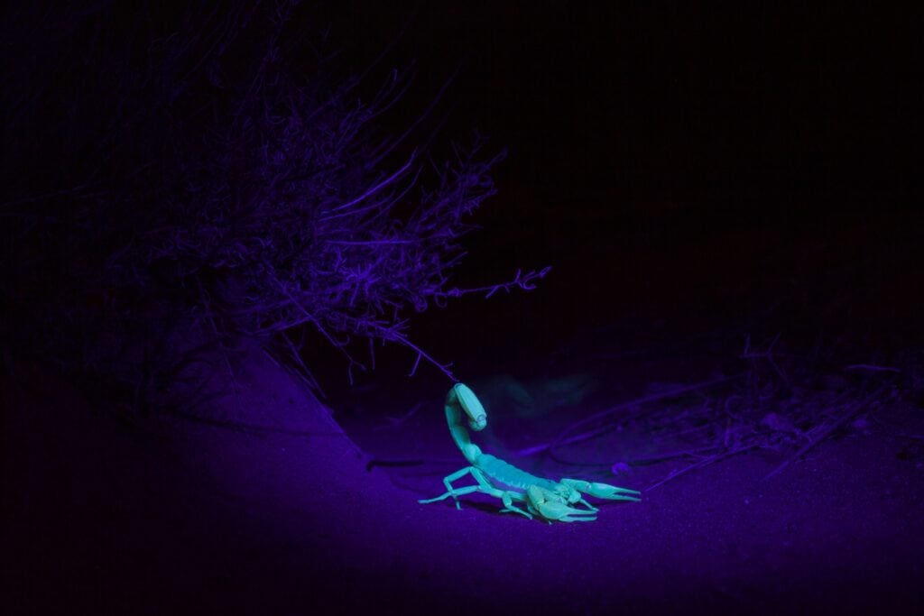 Scorpion glows in ultraviolet light