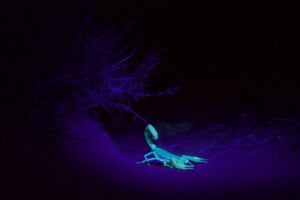 Scorpion glows in ultraviolet light
