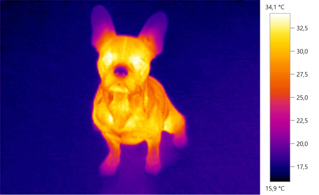 Thermal image of French Bulldog