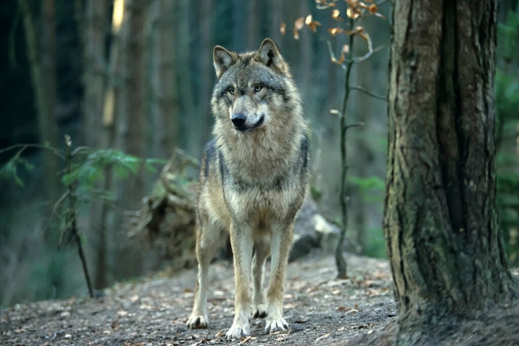 Beautiful gray wolf in forest
