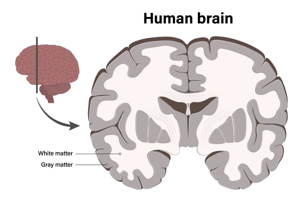 Gray and white matter in the human brain