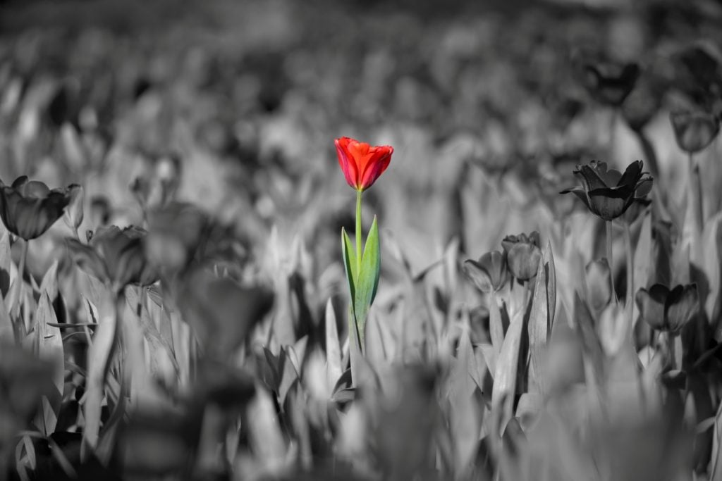 Vibrant flower with black and white background