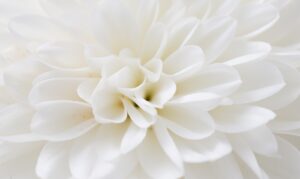 White flower petals close up