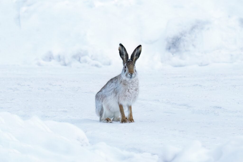 White hare turning brown in snowy landscape