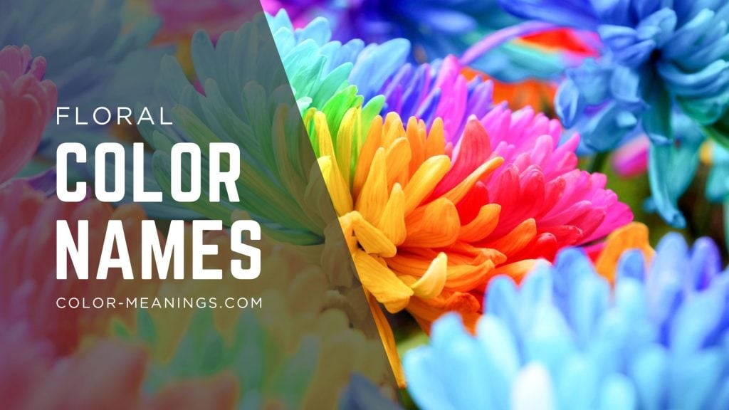 Flowers with rainbow petals, with overlay text reading floral color names.