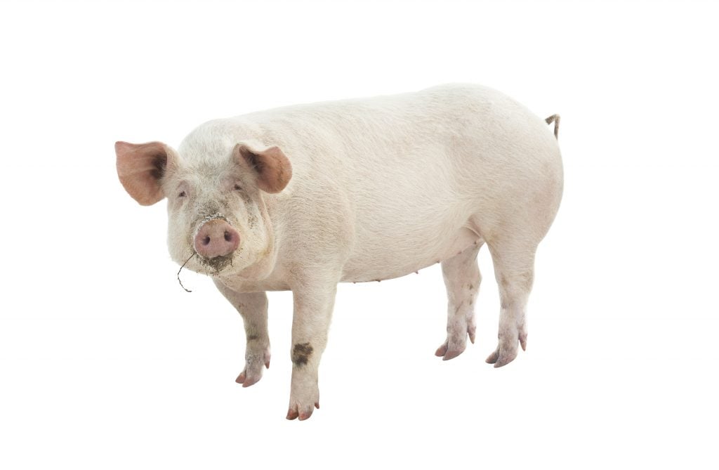 "Large white pig" may sound like a general descriptor, but it's actually the name of a breed of pig.