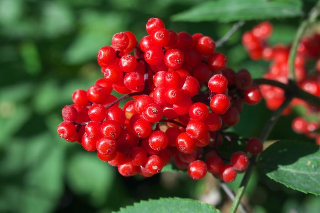 Bush with red elderberries aka Sambucus Racemosa