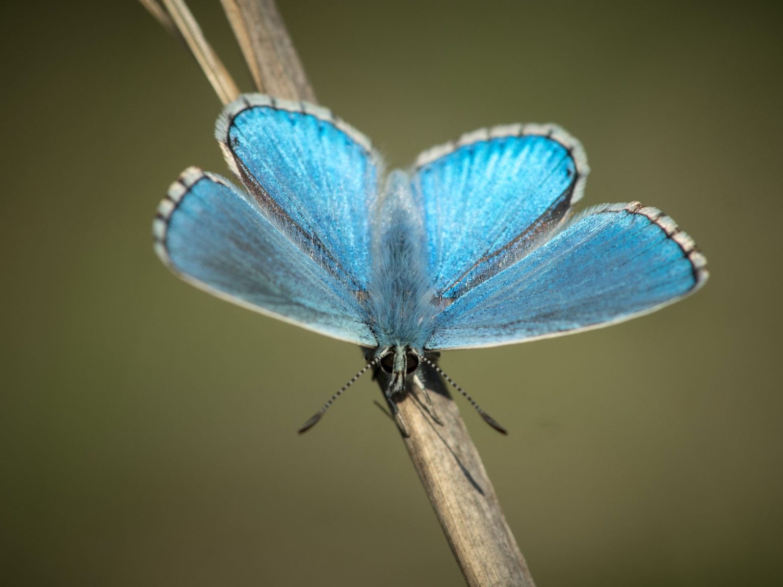 53 of the Most Colorful Butterflies in the World | Color Meanings