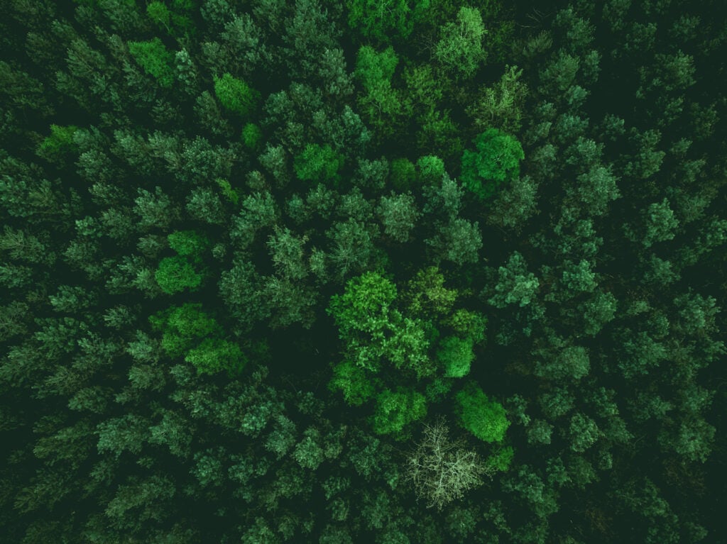 Aerial view of green forest