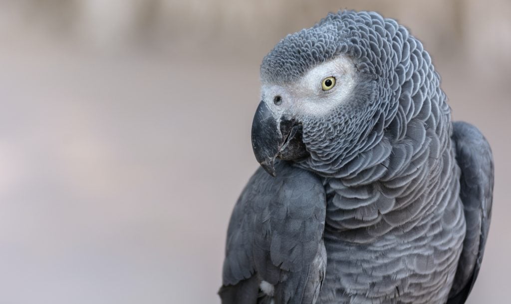 All parrots are generally intelligent creatures, but the African Gray is the most intelligent of the bunch.