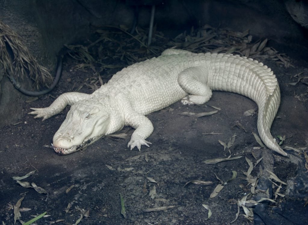 White alligators are stunning, but their color puts them at a disadvantage in nature.