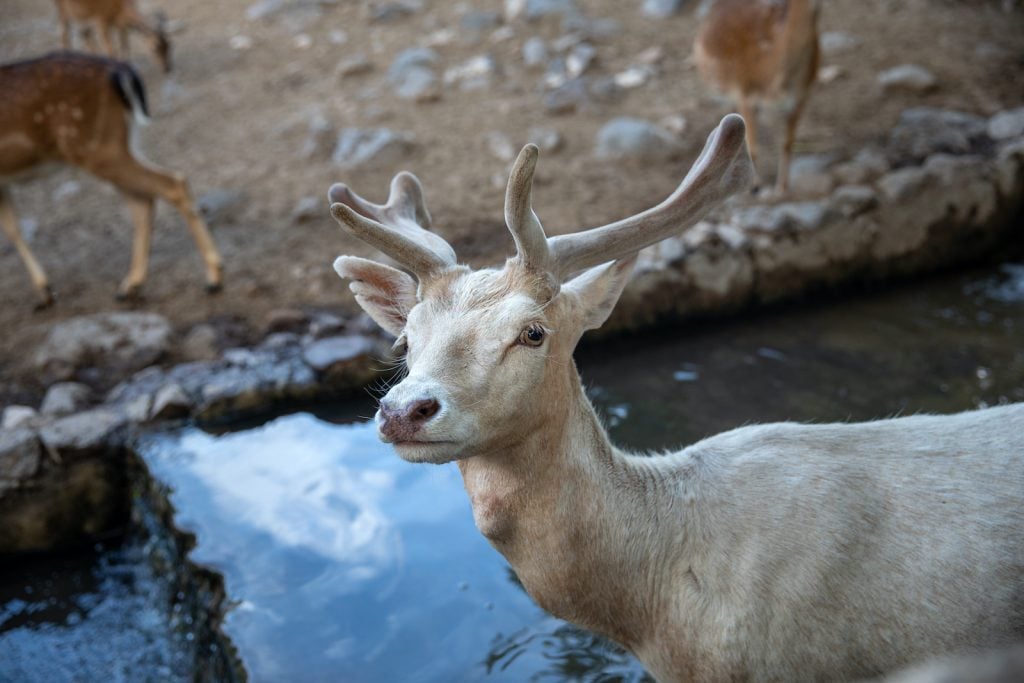 Albino deer are beautiful but rare.