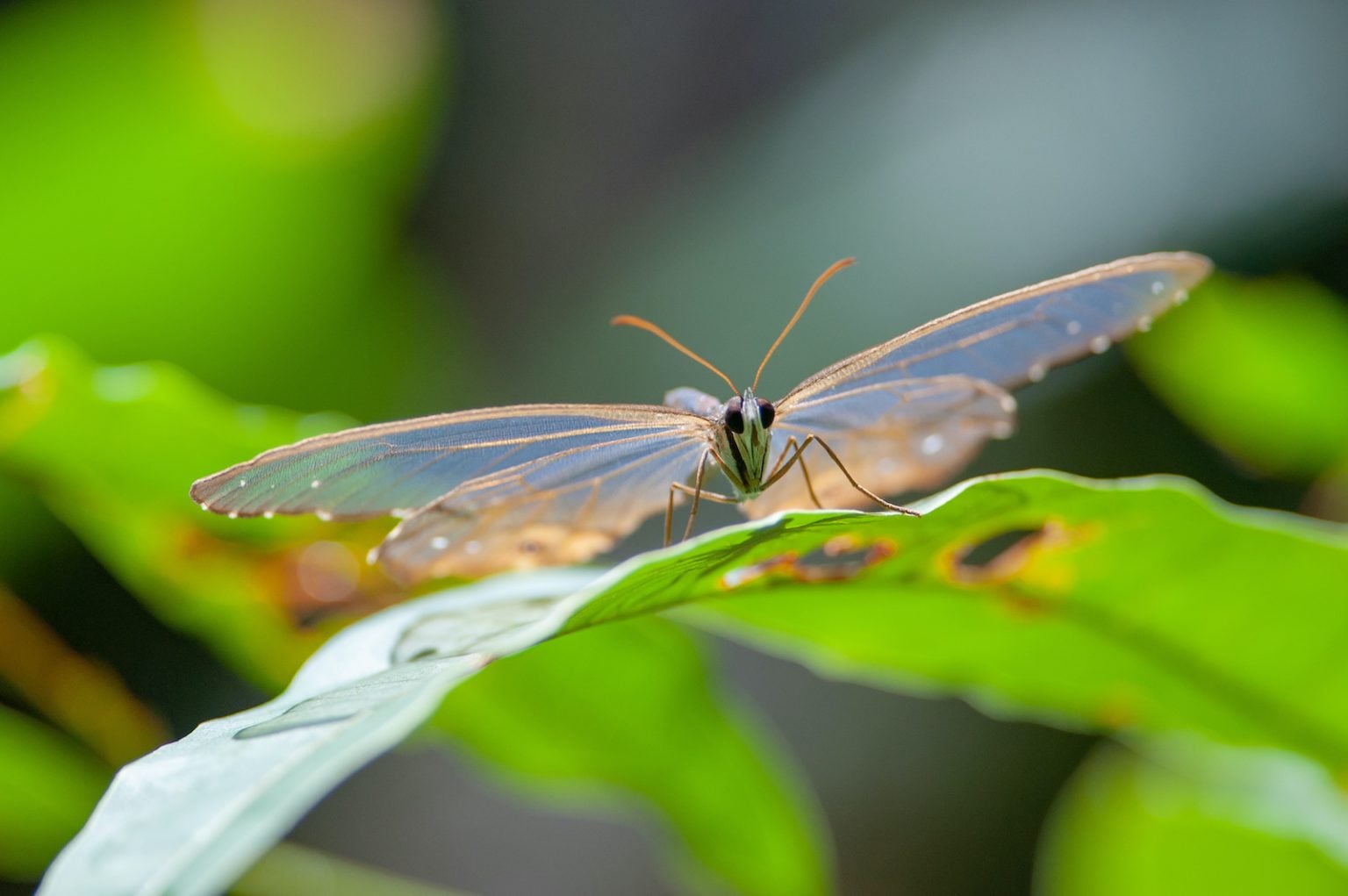 53 of the Most Colorful Butterflies in the World | Color Meanings