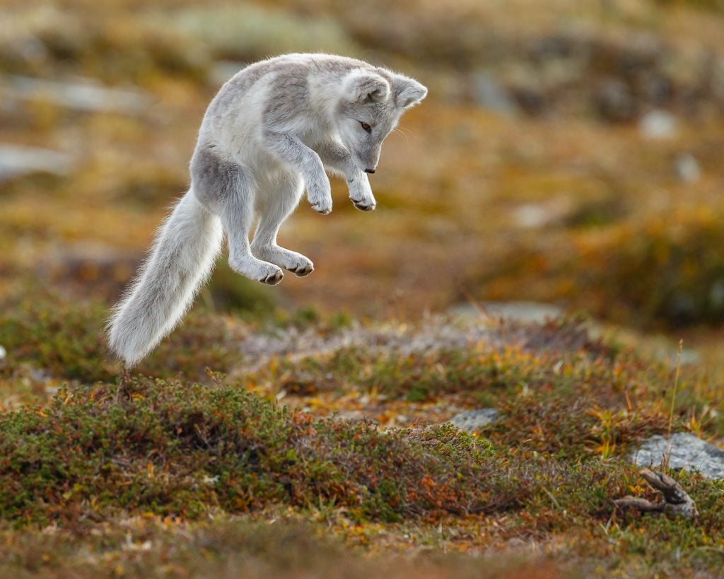 In the winter, arctic foxes have thick, warm white fur.