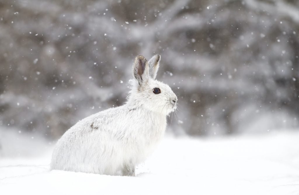 Arctic hares have a white color to blend into their surroundings.