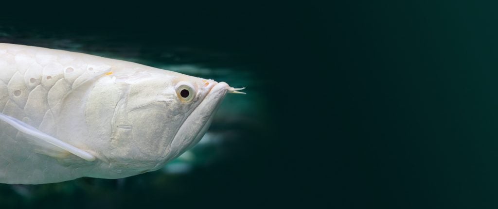 This stunning white fish is one of the most expensive animals in the world.