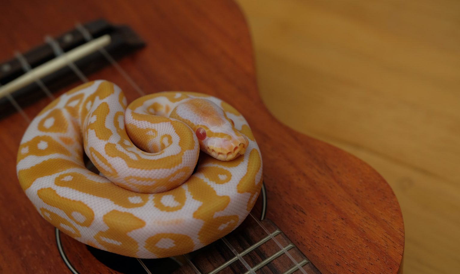 54 of the Most Colorful Snakes in the World | Color Meanings