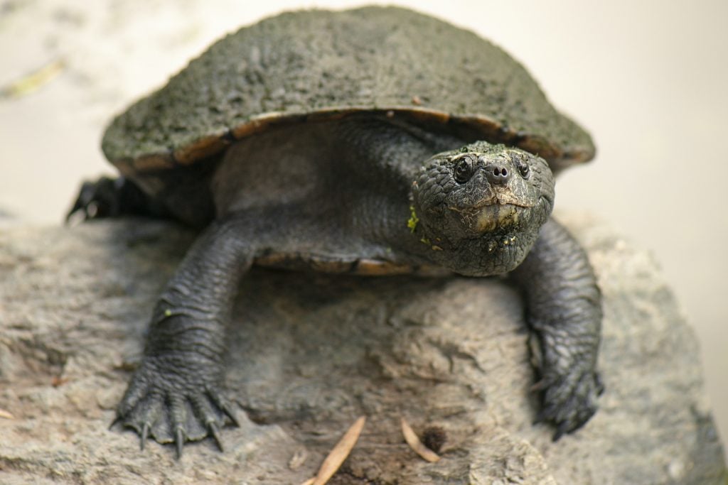 Bell's Turtles have also adapted to spend more time underwater than many turtles.