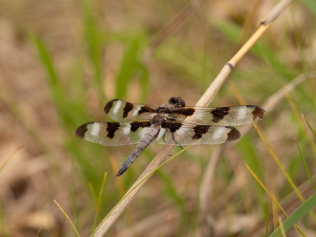 Black and white colored dragonfly