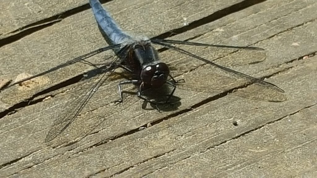 Black dragonfly resting on wooden surface