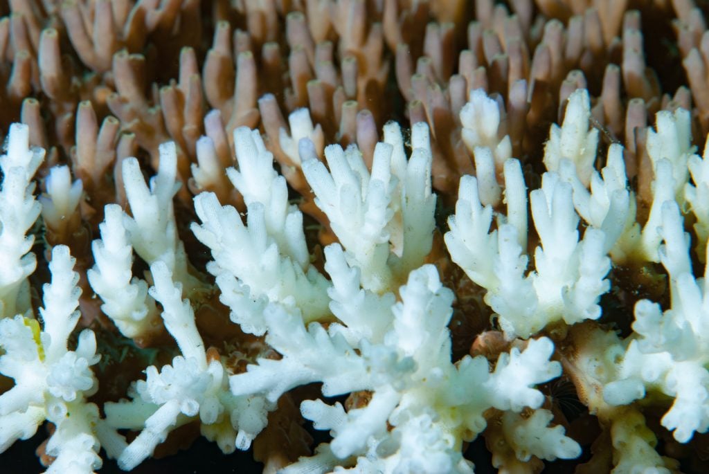 If the surrounding water is too warm, a coral will turn white in a process known as "bleaching."