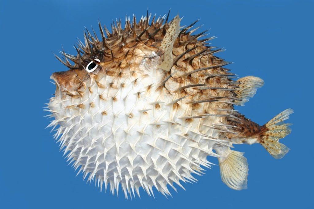 White blobfish actually look relatively normal under water.