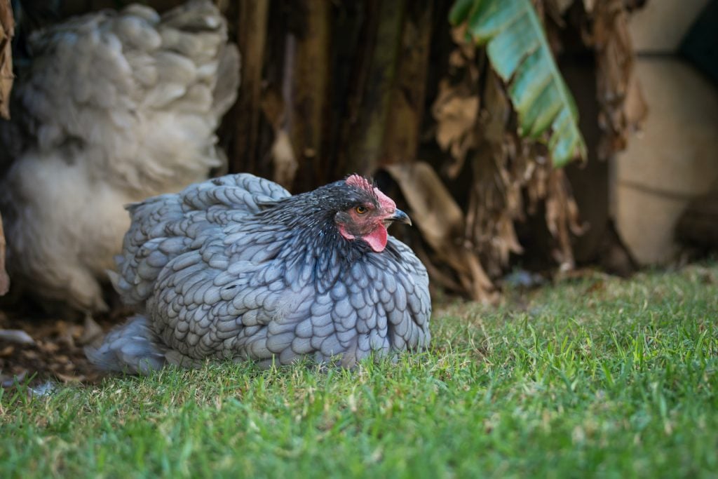 Cochin chickens are known for being affectionate and sweet.