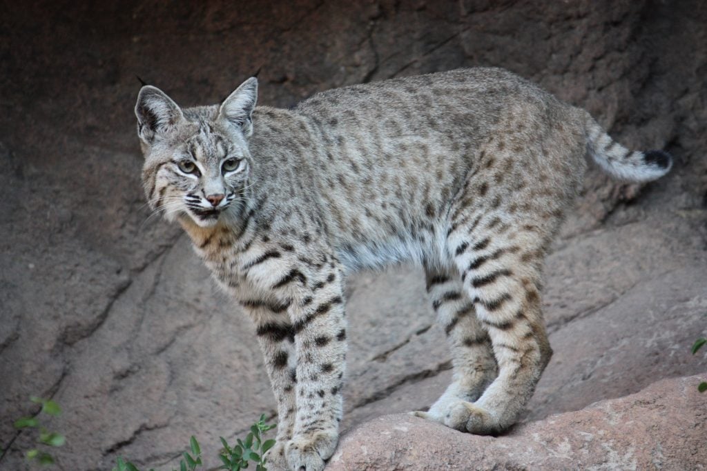 Bobcats are a type of lynx native to North America.