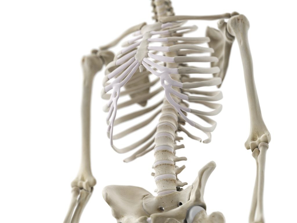 Bones contain calcium phosphates, which makes them white.