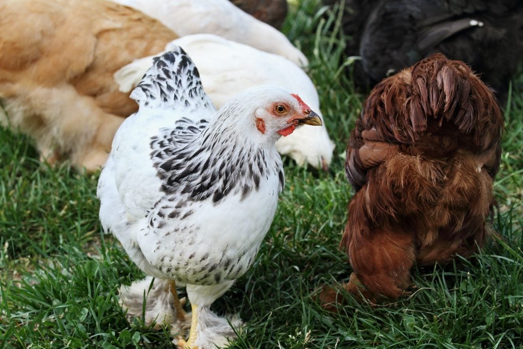 Light brama chickens are a popular pet.