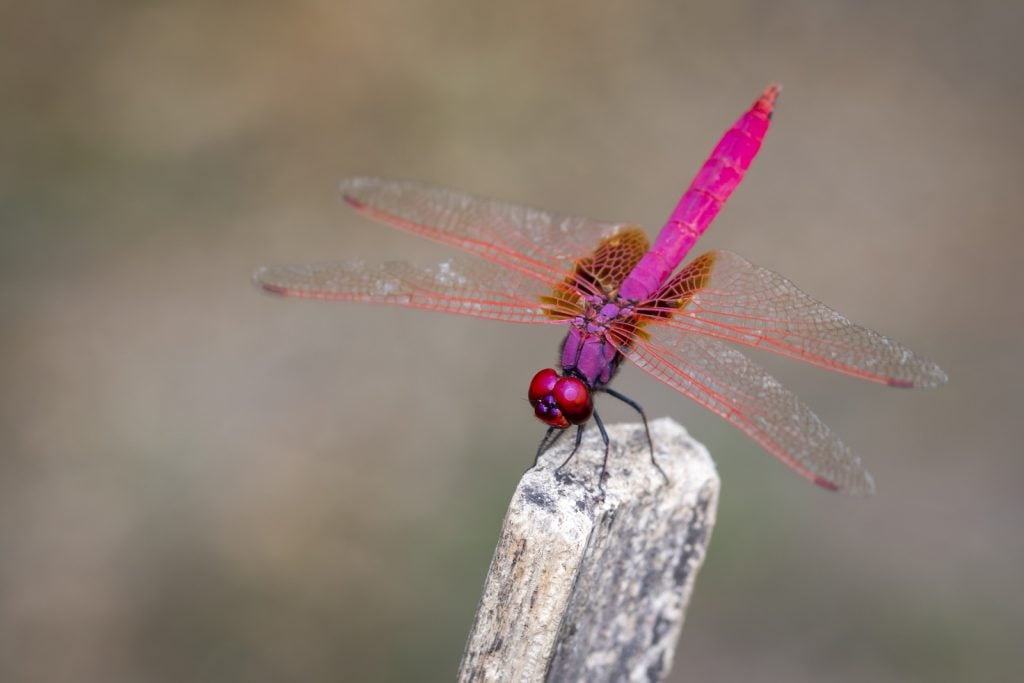 Bright pink dragonfly on top of wooden stick