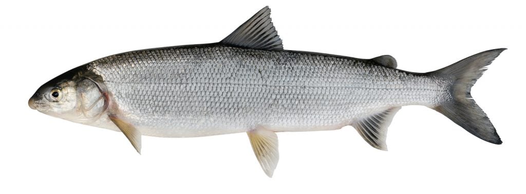 Whitefish can be used in a range of different cuisine types.