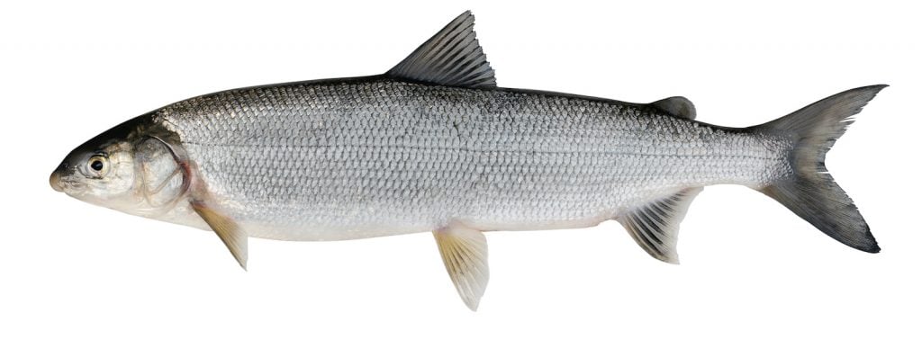 Whitefish can be used in a range of different cuisine types. 