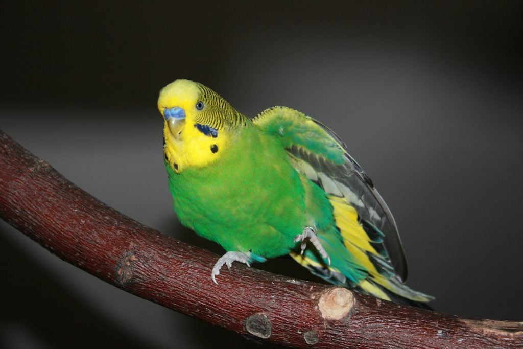 Green and yellow Budgerigar bird sitting on a wooden stick