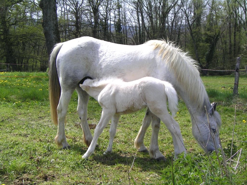 As horse breeds go, the Camarillo white was developed relatively recently.