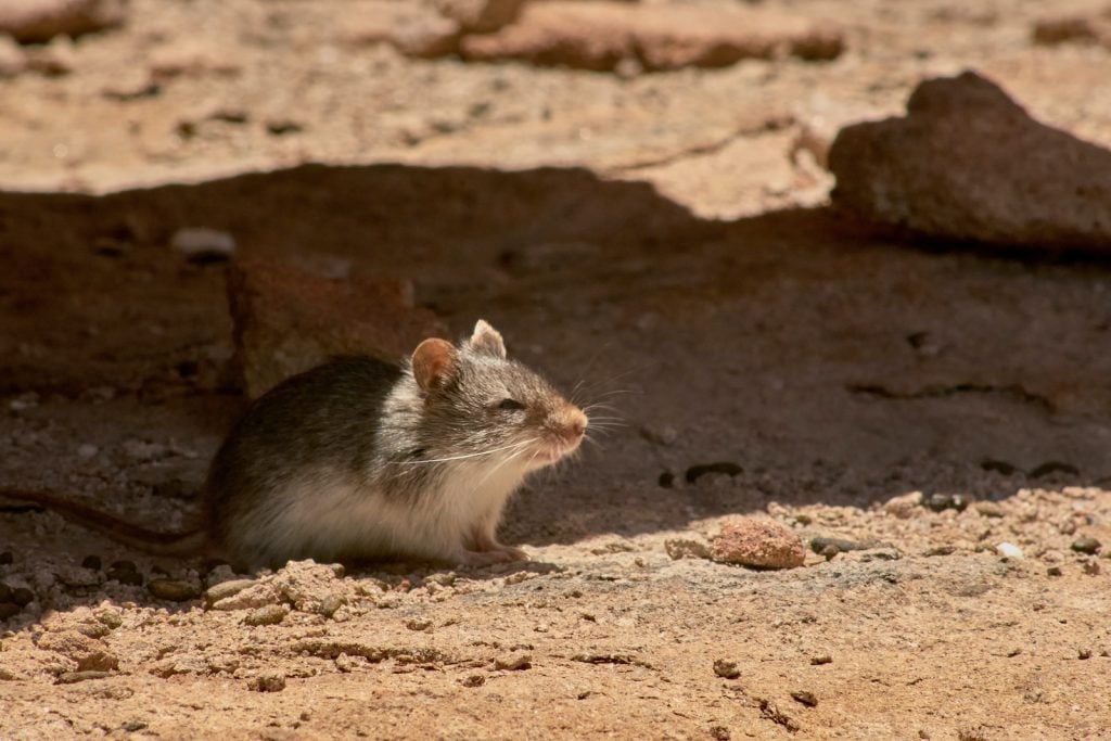 Canyon mice are different from your typical brown house mice.