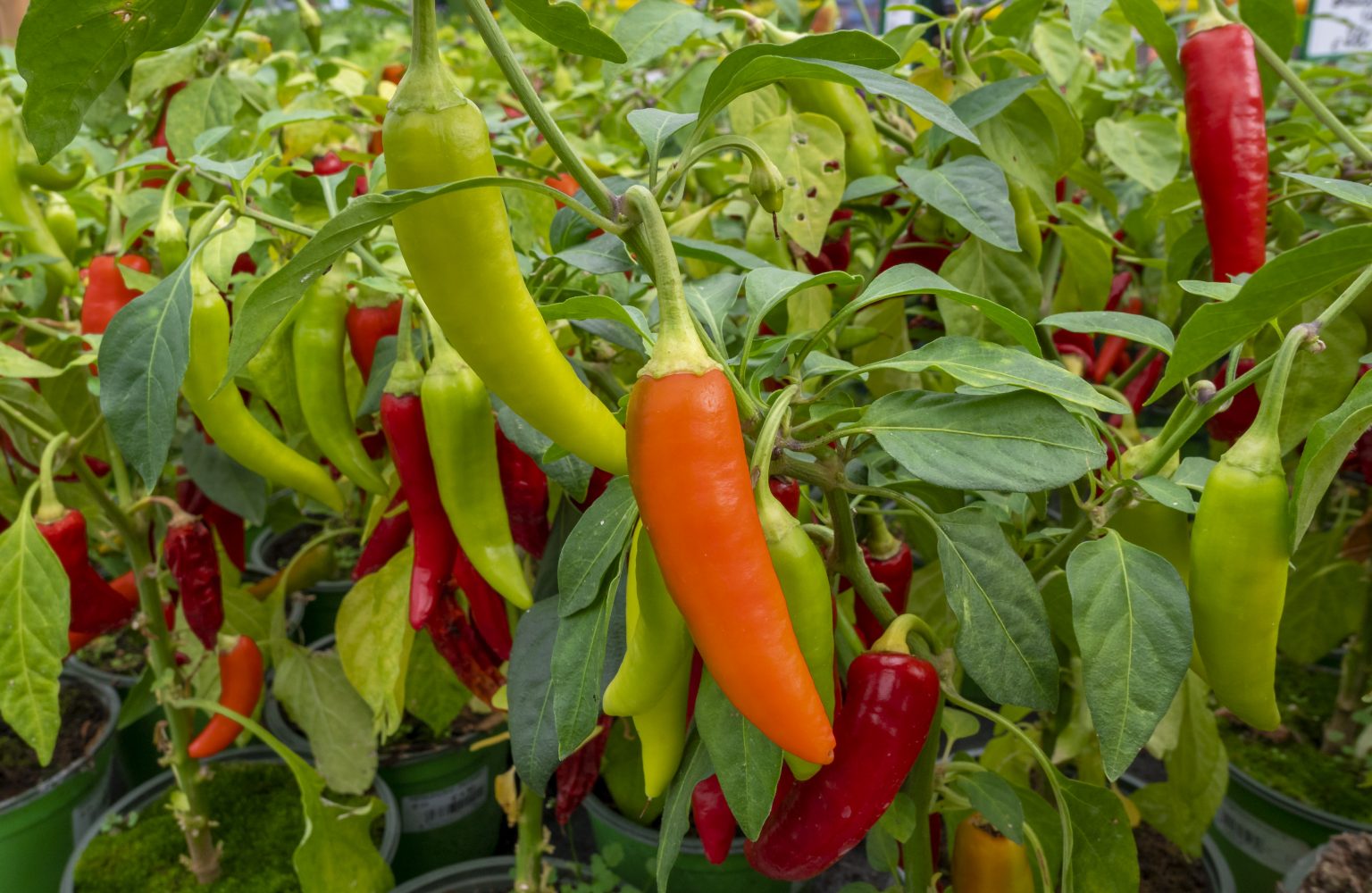 53 of the Most Colorful Fruits and Vegetables in the World | Color Meanings