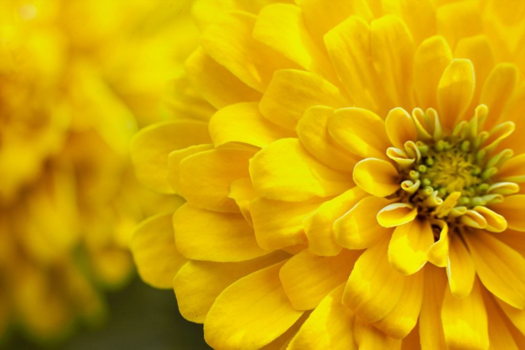 Closeup of Chrysanthemum flowerhead in bright yellow