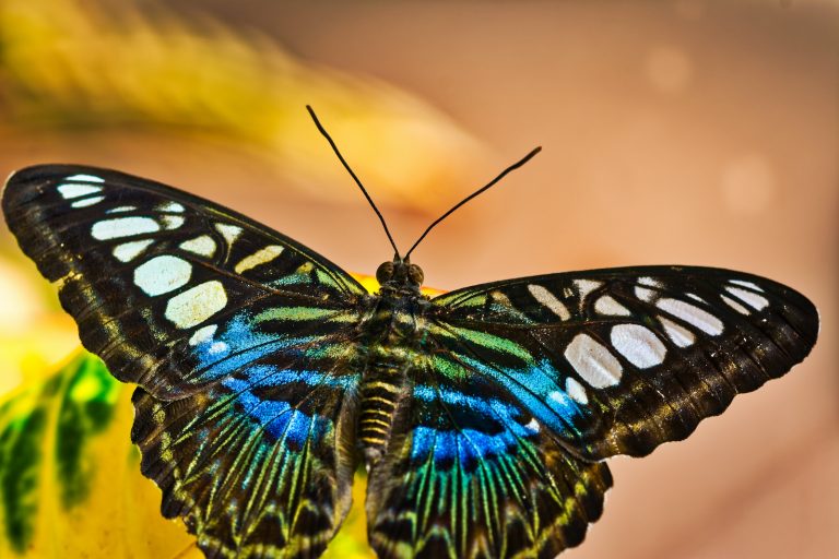 53 of the Most Colorful Butterflies in the World | Color Meanings