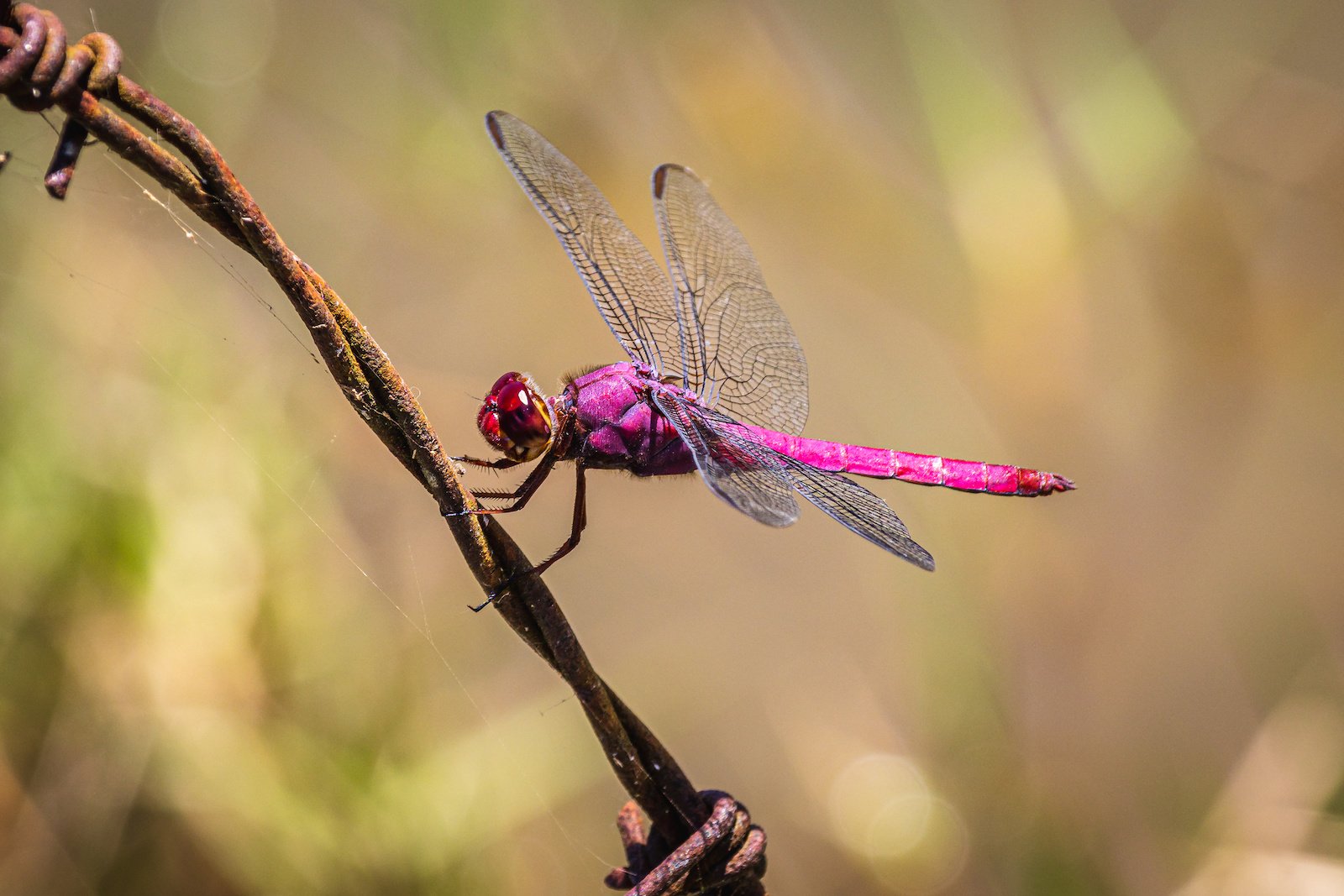 Dragonfly Symbolism: 11 Different Colors of and Meanings - Color Meanings