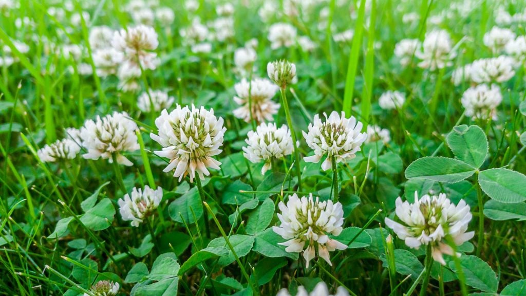 White clover is one of the most common forms of clover.