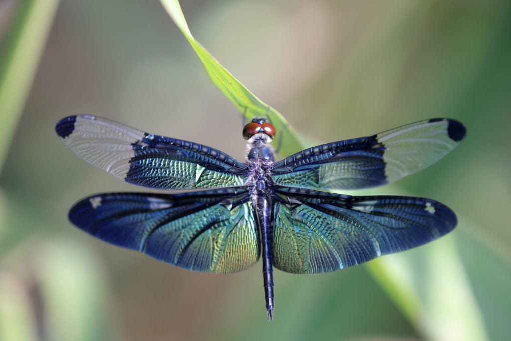 Colorful dragonfly on a plant