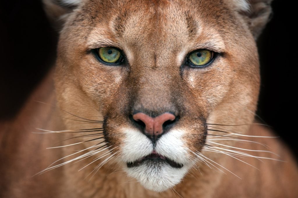 Close up of a Cougar head while it stares right into the camera