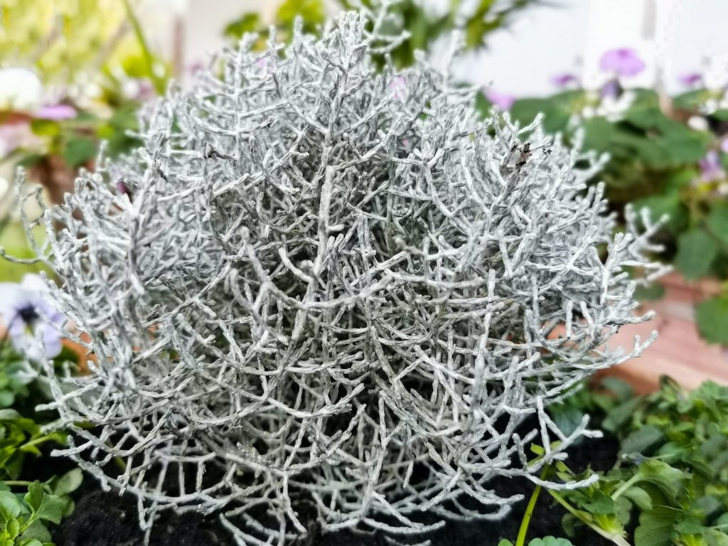 Cushion bushes, also called silver bushes, are another of the relatively few species of silvery-gray plants.