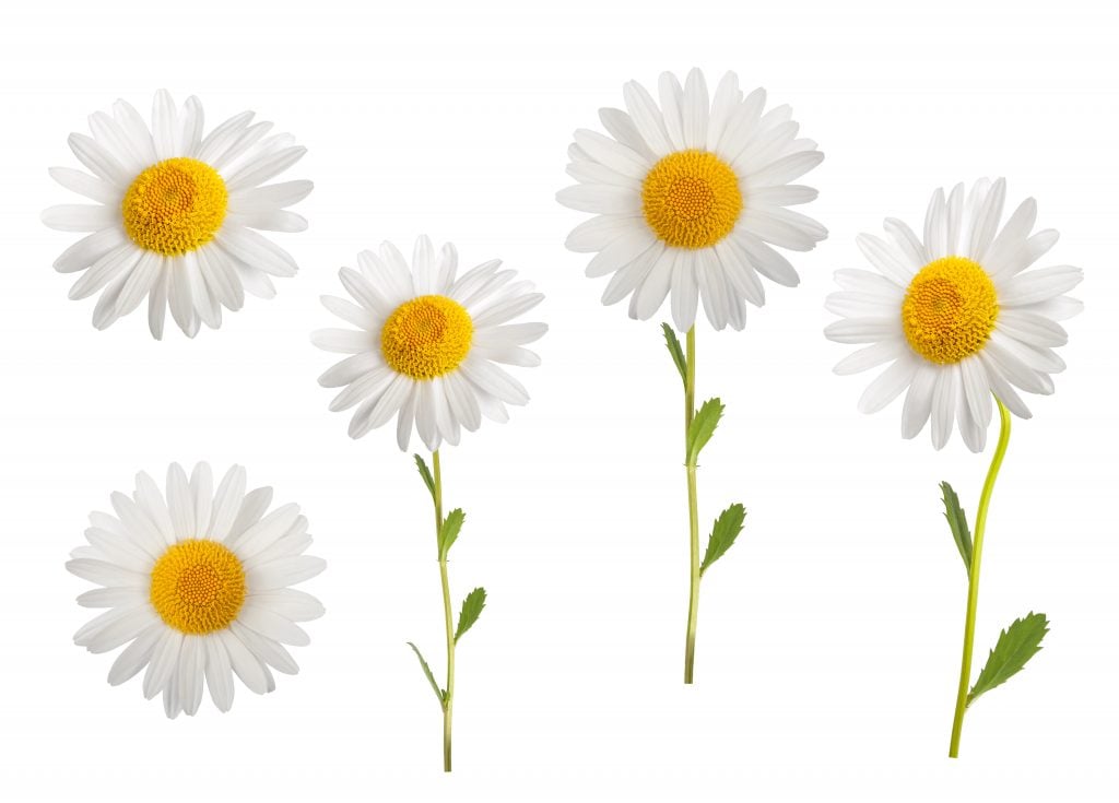 As one of the most recognizable wildflowers, white daisies have a special place in many cultures.