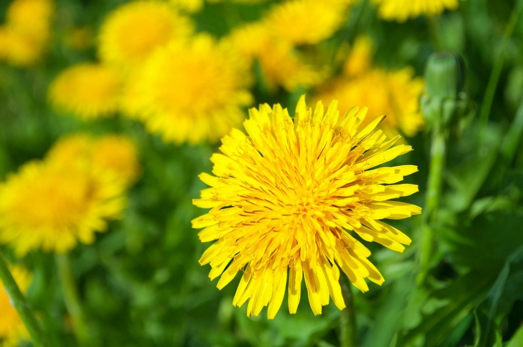 Yellow dandelion flowers in the green grass